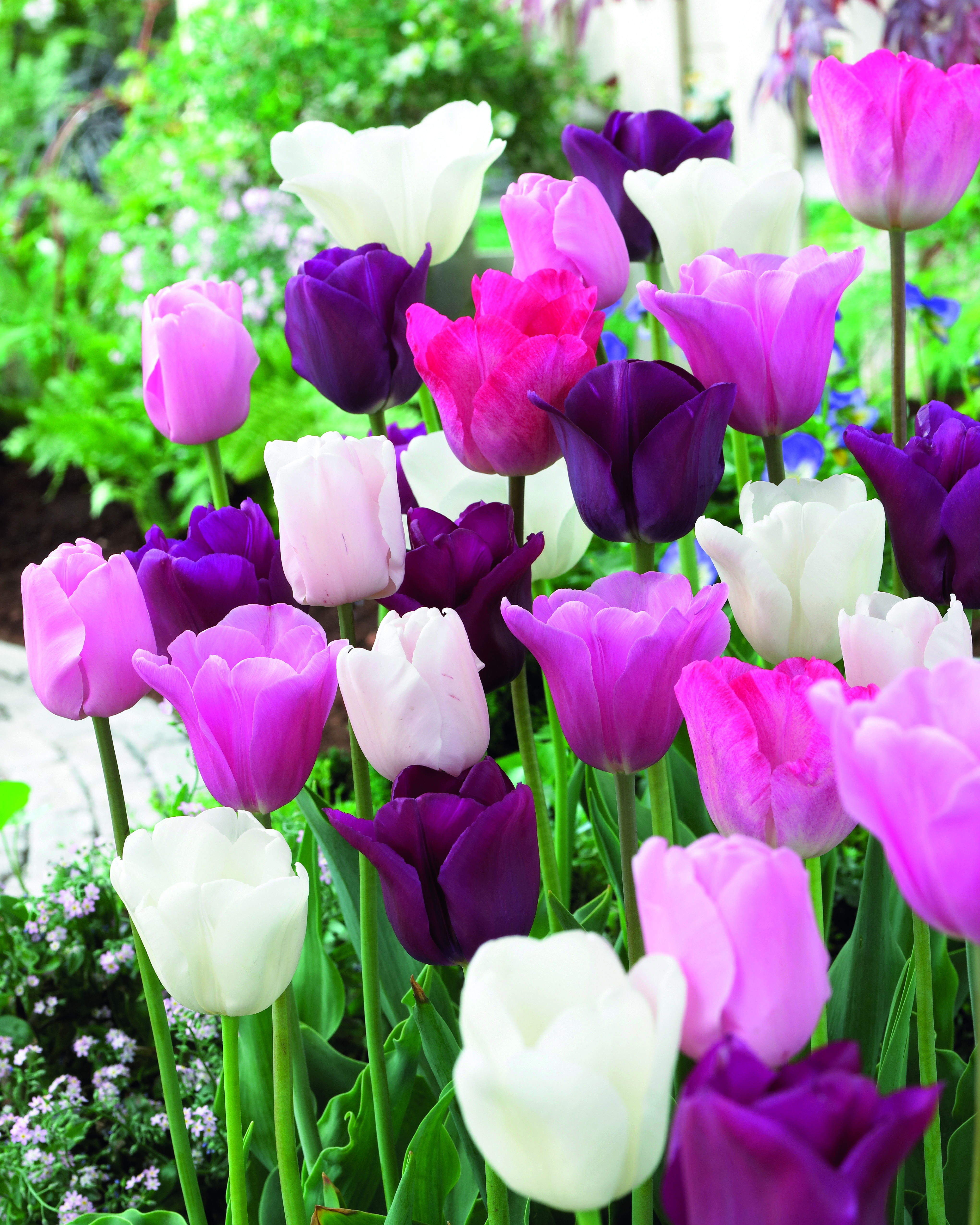 Tulpanmix Midnight Moments - 12 st