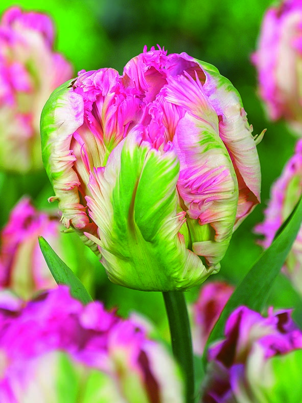 Papegojtulpan 'Pink Vision' - 6 st