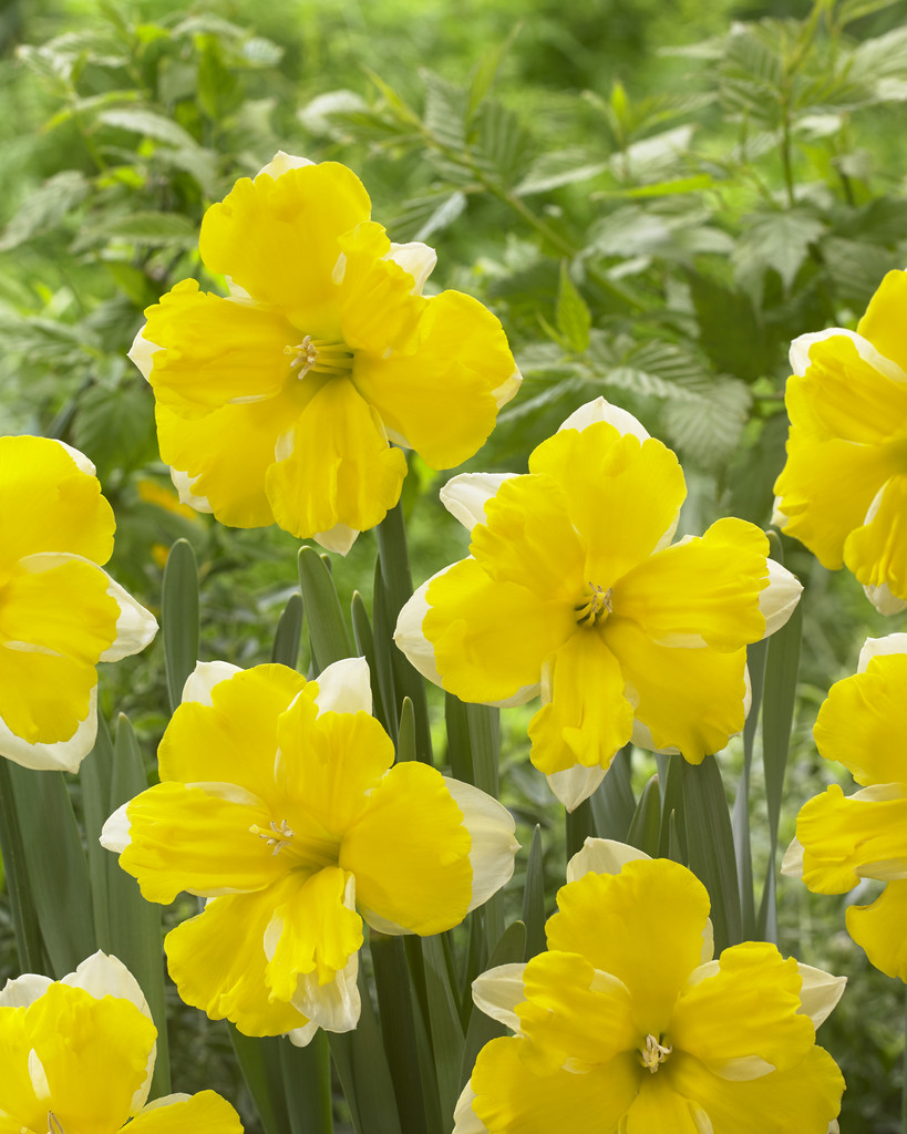 Påsklilja 'Banana Daiquiri'