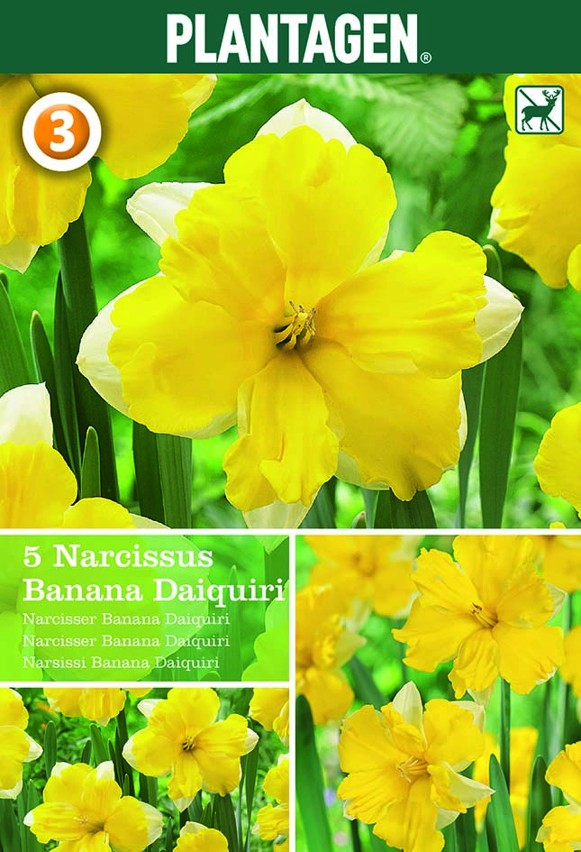 Påsklilja 'Banana Daiquiri'