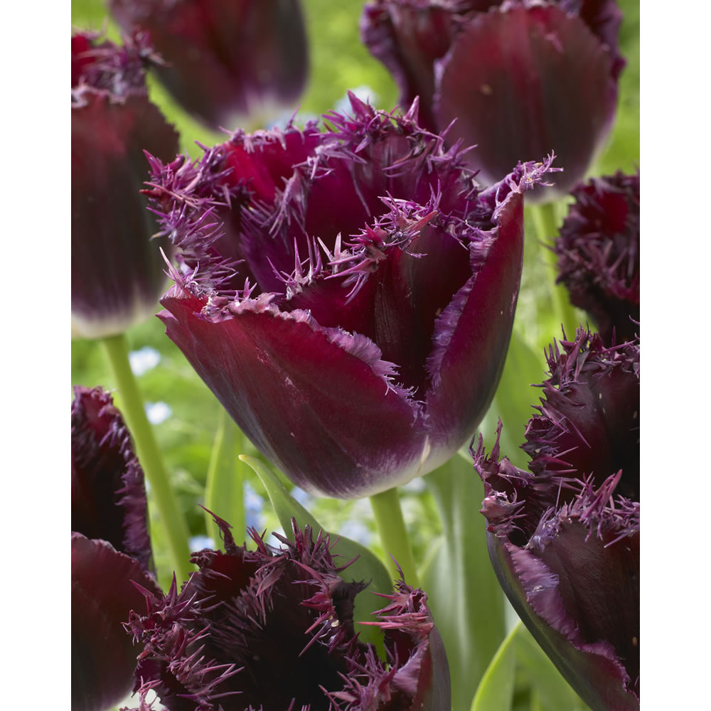Tulipa Gorilla 11/12  purple - 6 bulbs