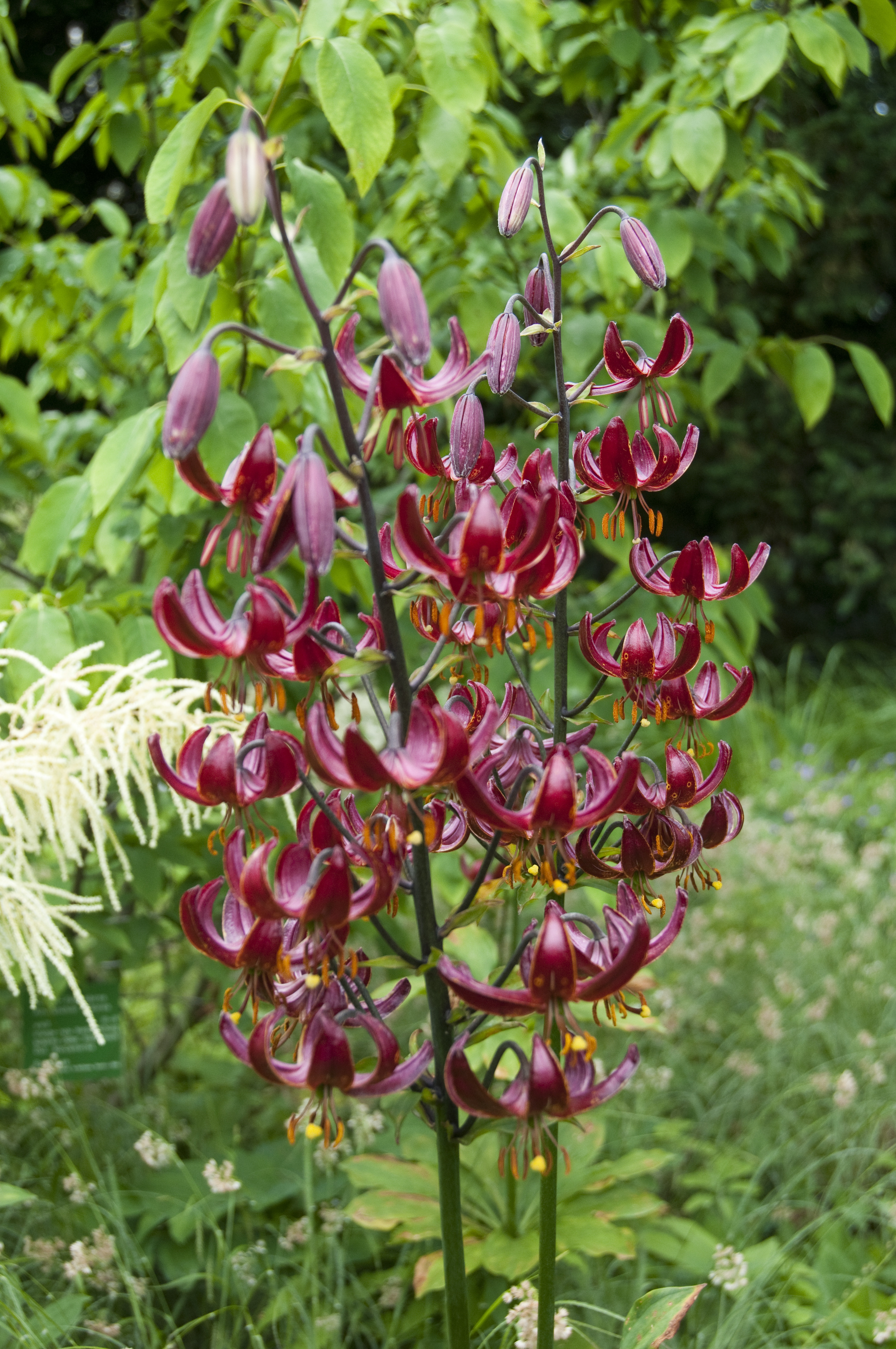 Martagonlilja 'Claude Shride'