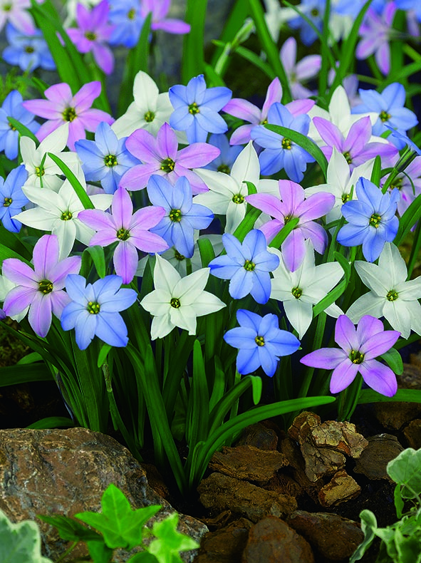 Vårstjerneblom miks