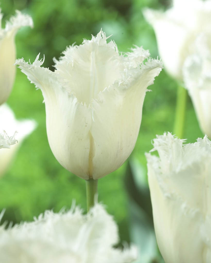 Tulipa Daytona 11/12  white - 6 bulbs