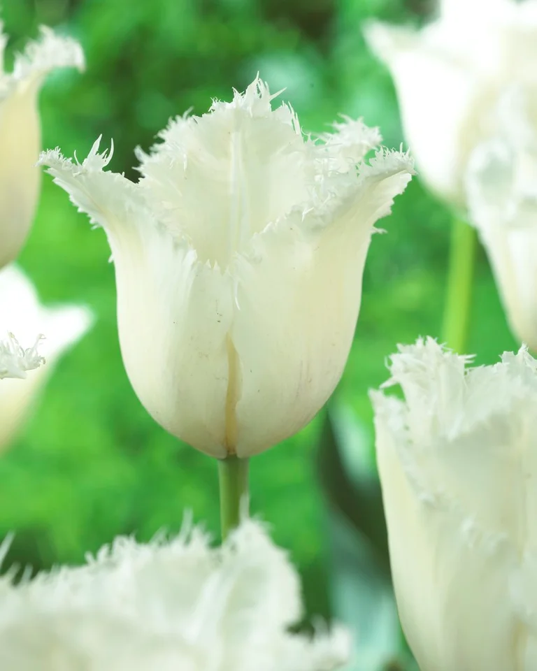 Franstulpan Daytona - 6 Bulbs