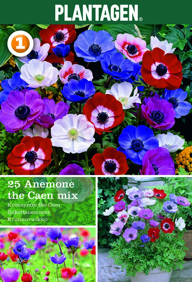 Vårstjerneblom miks