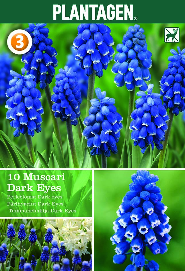 Pärlhyacint 'Dark Eyes'