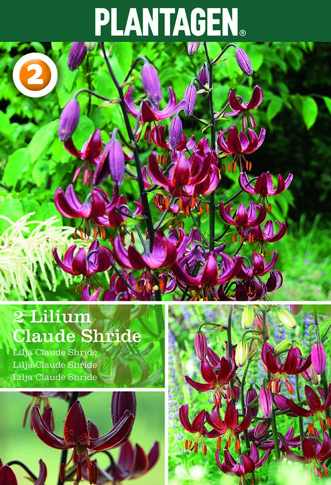 Martagonlilja 'Claude Shride'