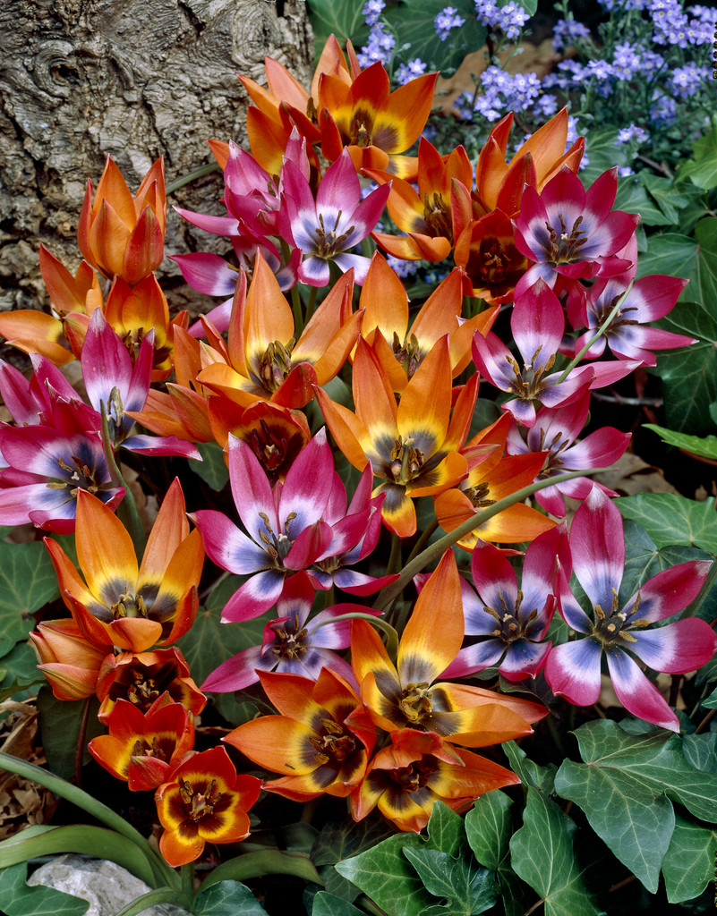 Tulpanmix Little Treasures