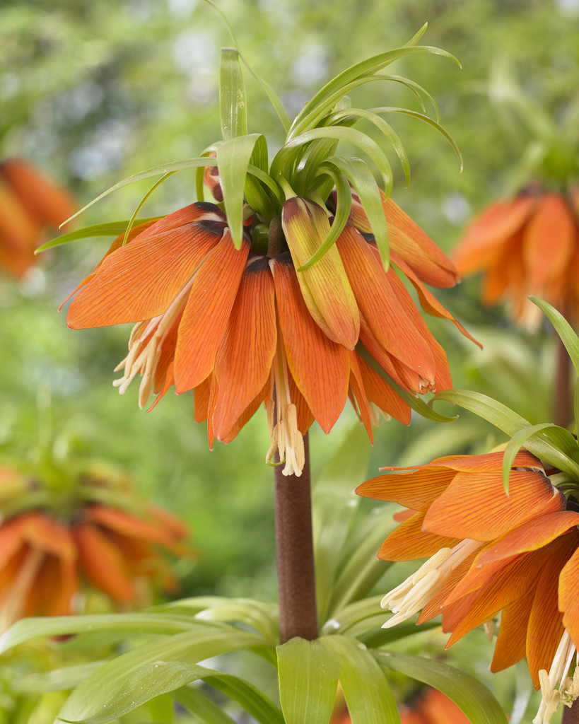 Keiserkrone 'Orange Beauty'