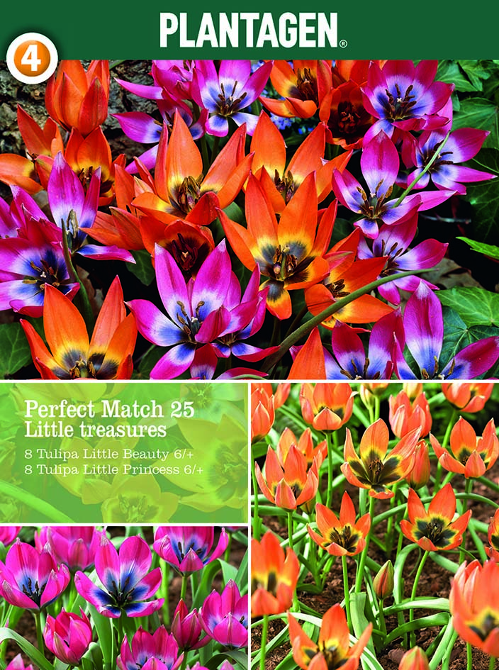 Tulpanmix Little Treasures