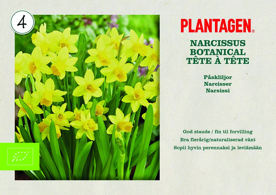 Narcissus botanical Tête à T