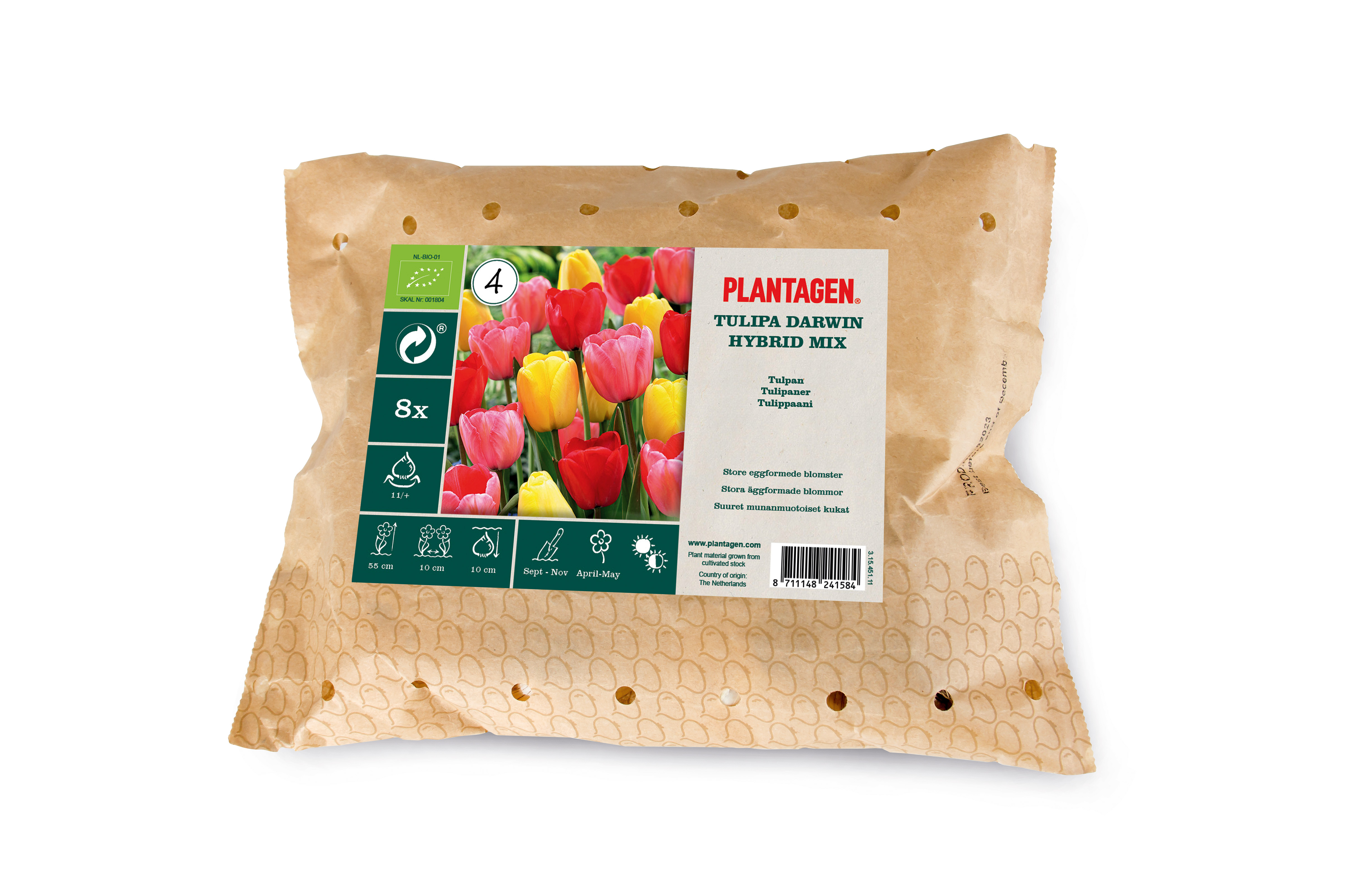 Darwinhybridtulpan mix EKO