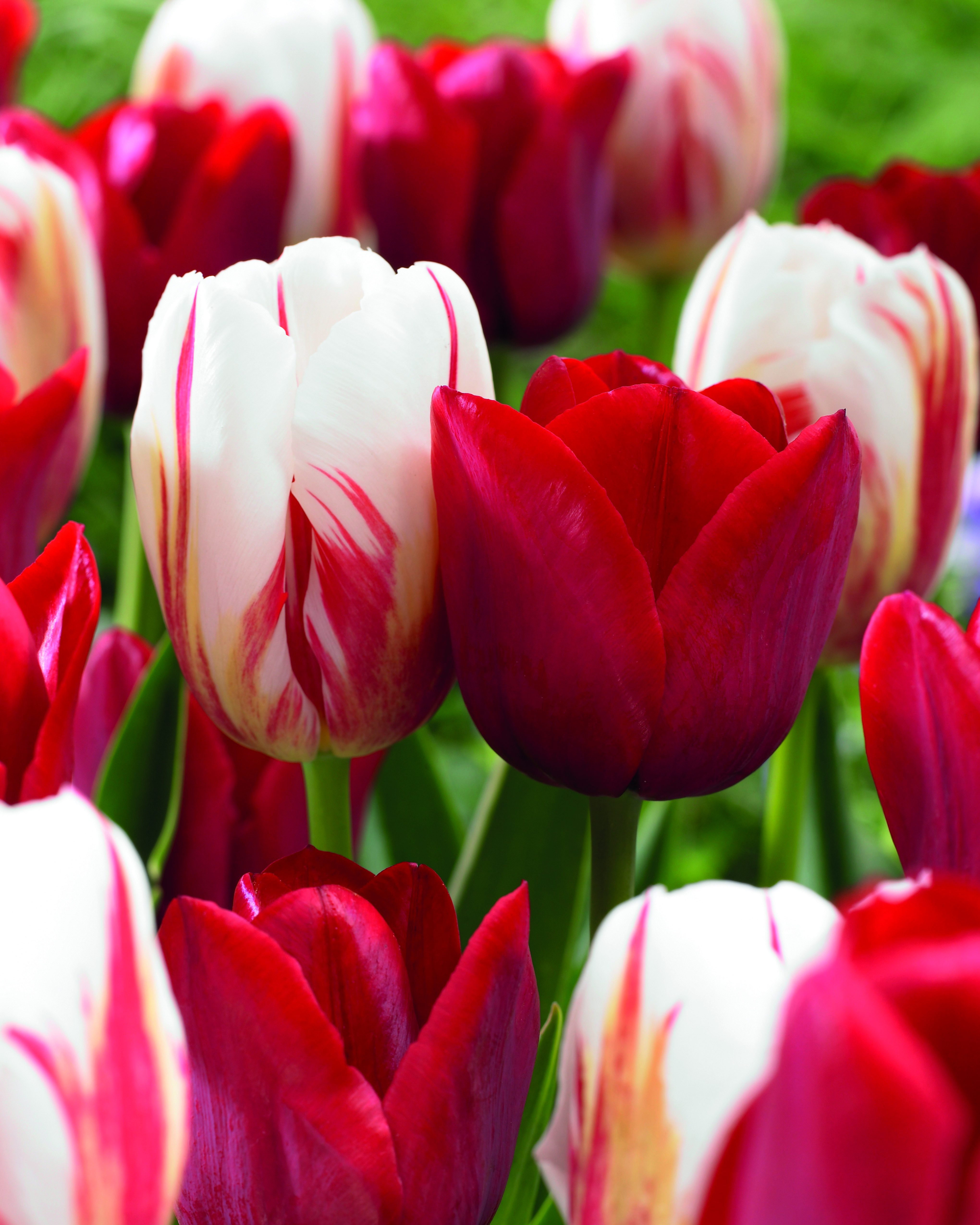 Tulip Mix Love Circles - 10 bulbs