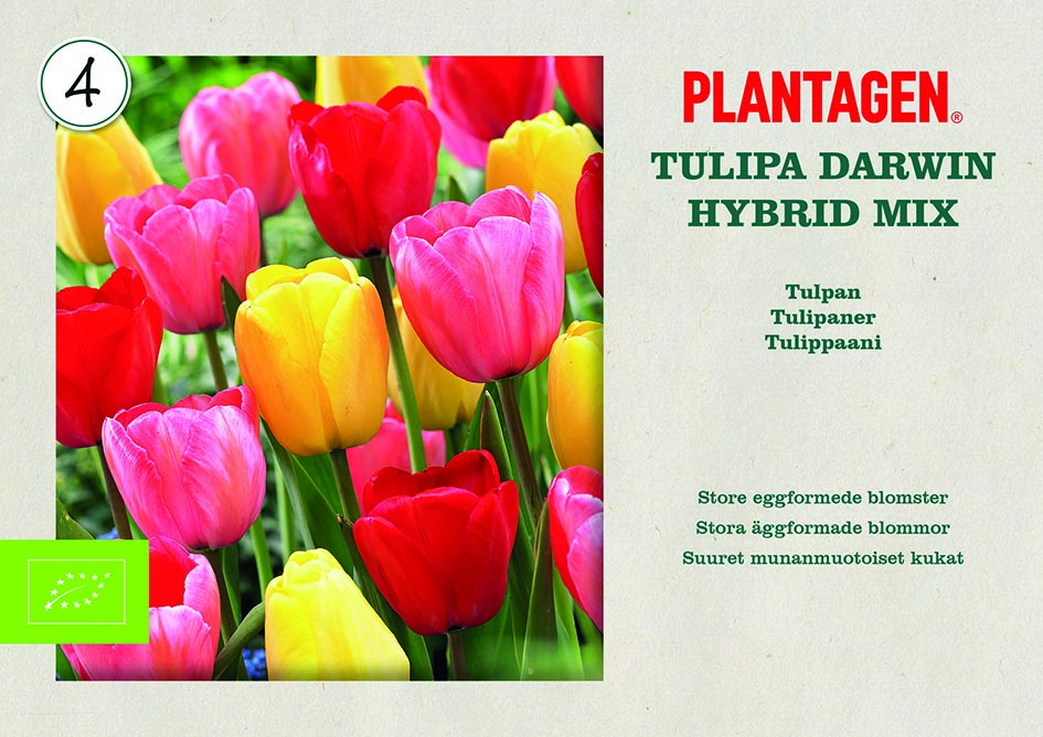 Darwinhybridtulpan mix EKO