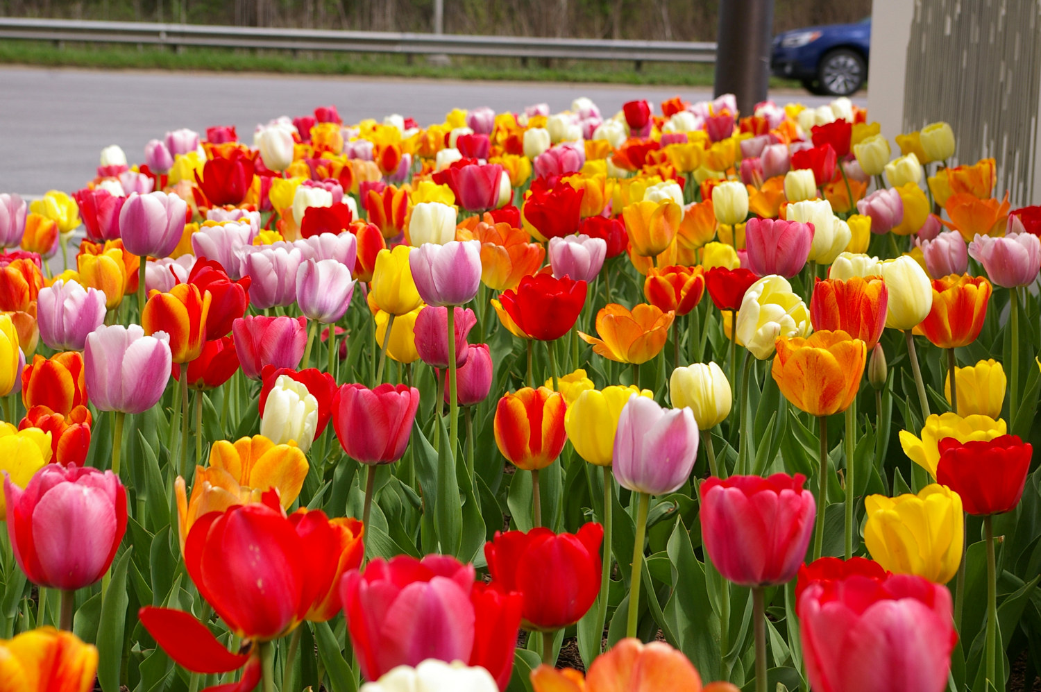 Darwinhybridtulpan mix EKO