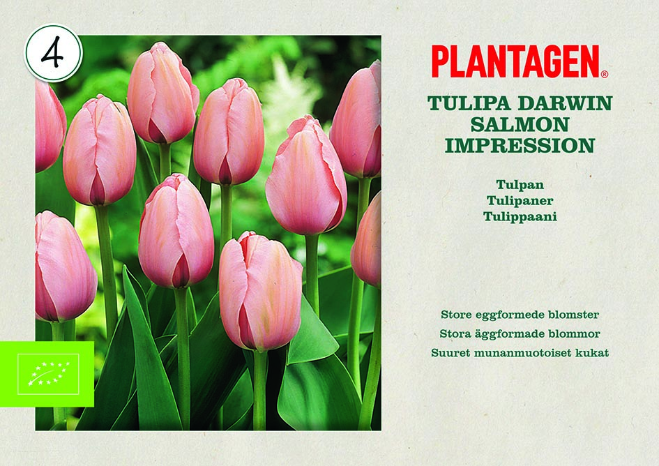 Darwinhybridtulpan 'Salmon Impression' EKO