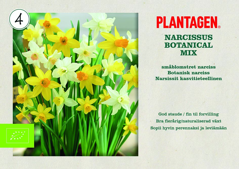 Påskeliljer miks EKO