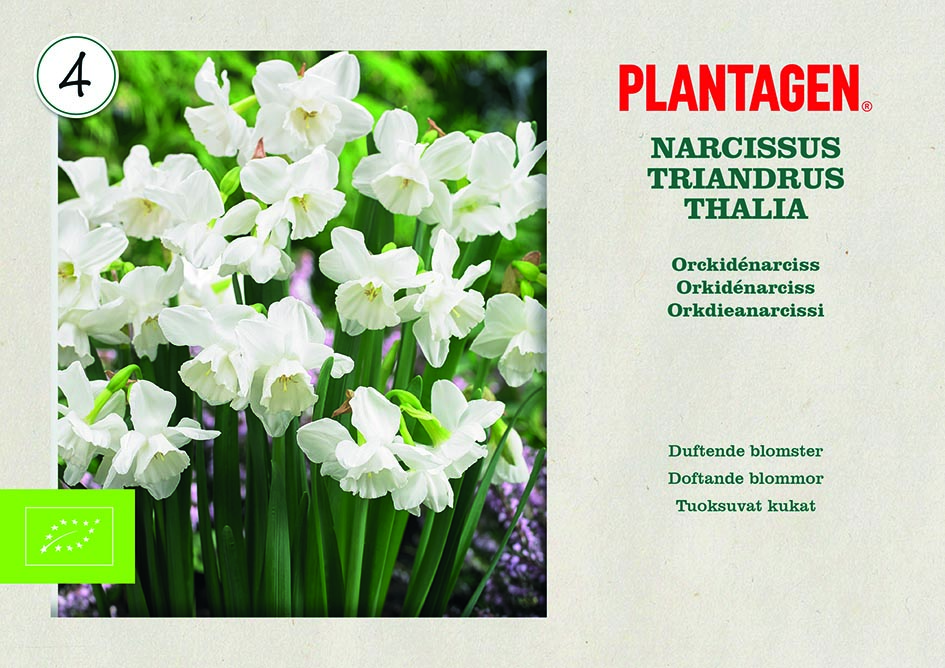 Orkidénarciss 'Thalia' EKO