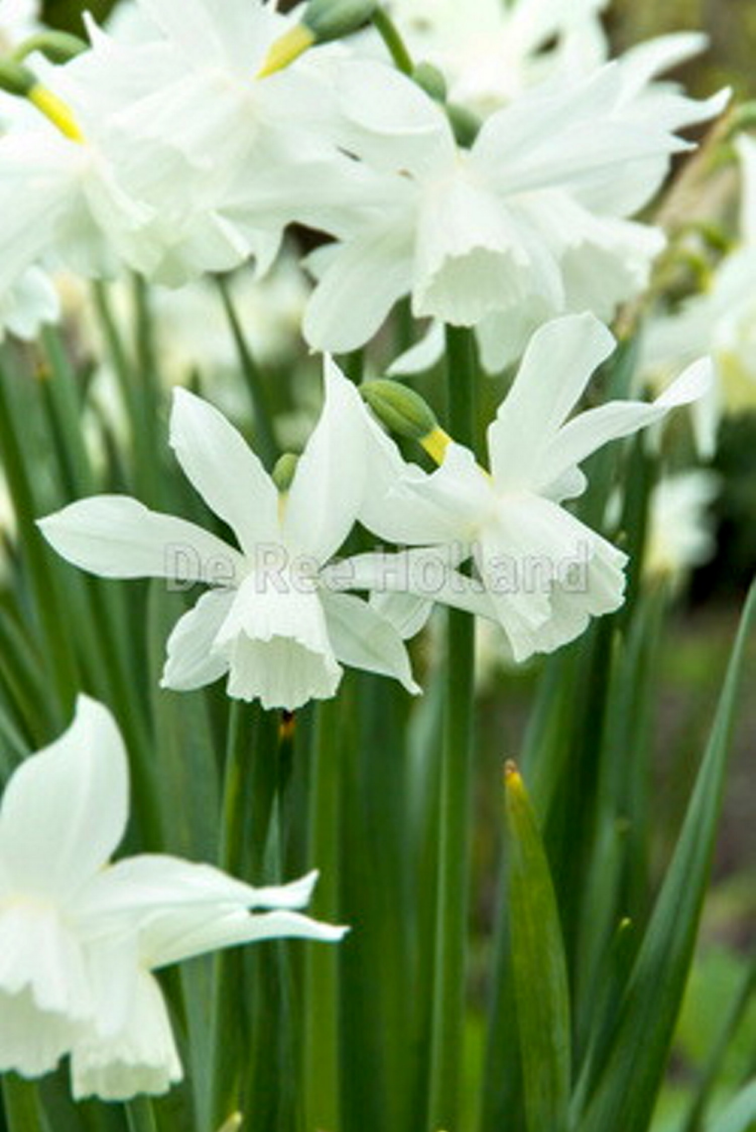 Orkidénarciss 'Thalia' EKO