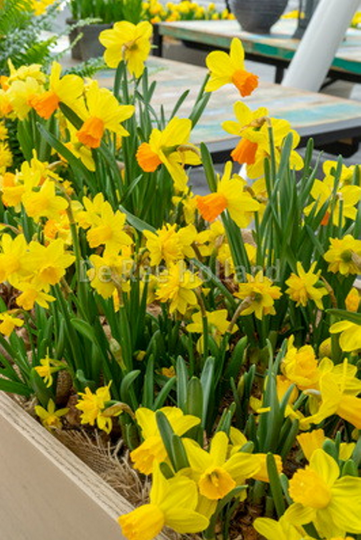 Påskeliljer miks EKO