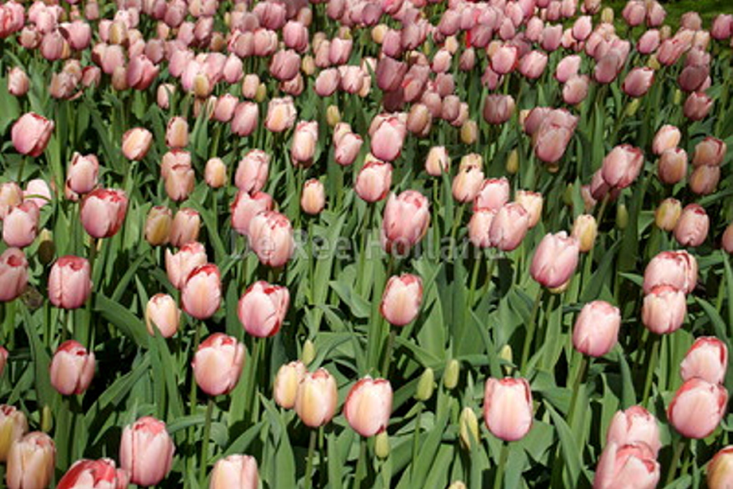 Darwinhybridtulpan 'Salmon Impression' EKO