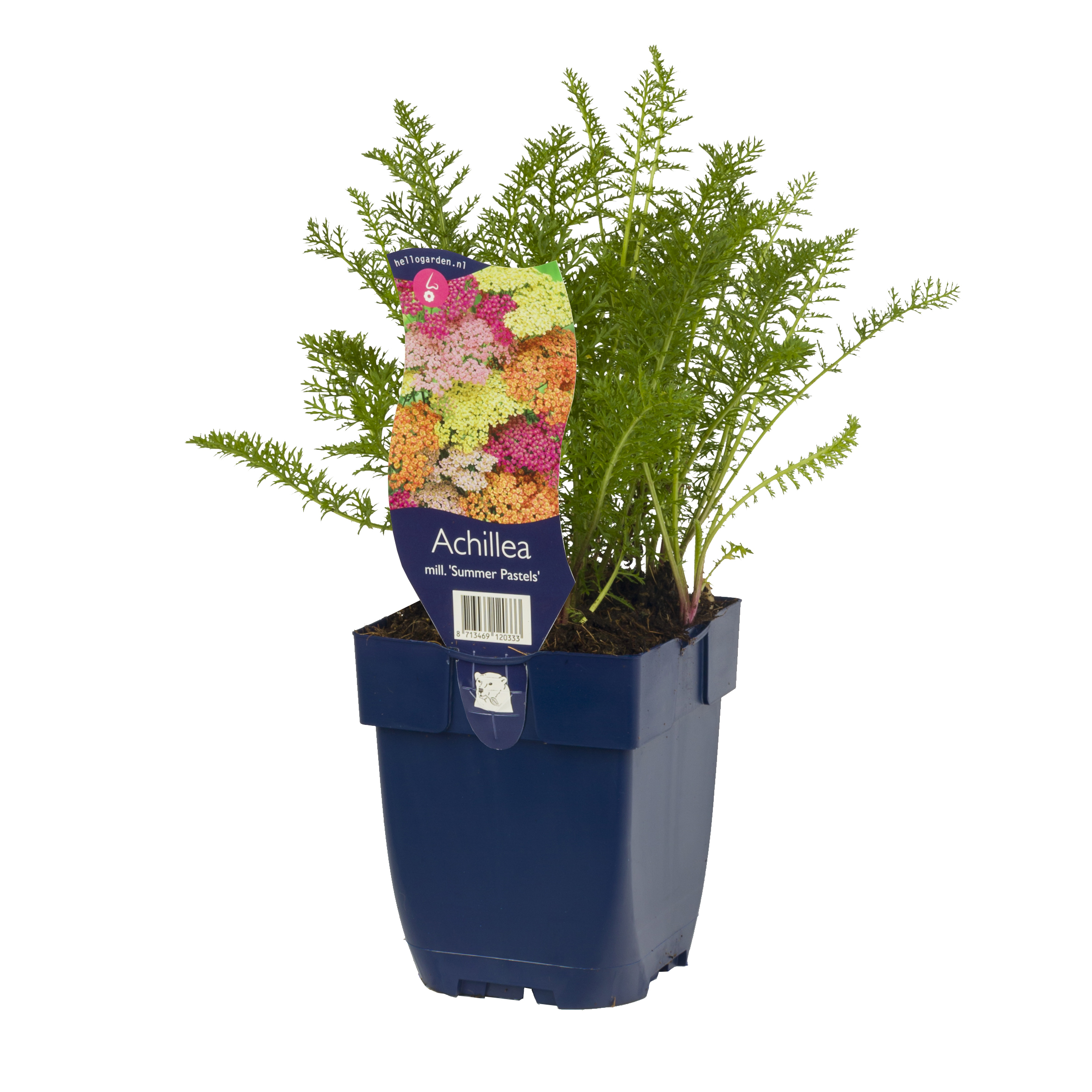 Rölleka 'Summer Pastels'