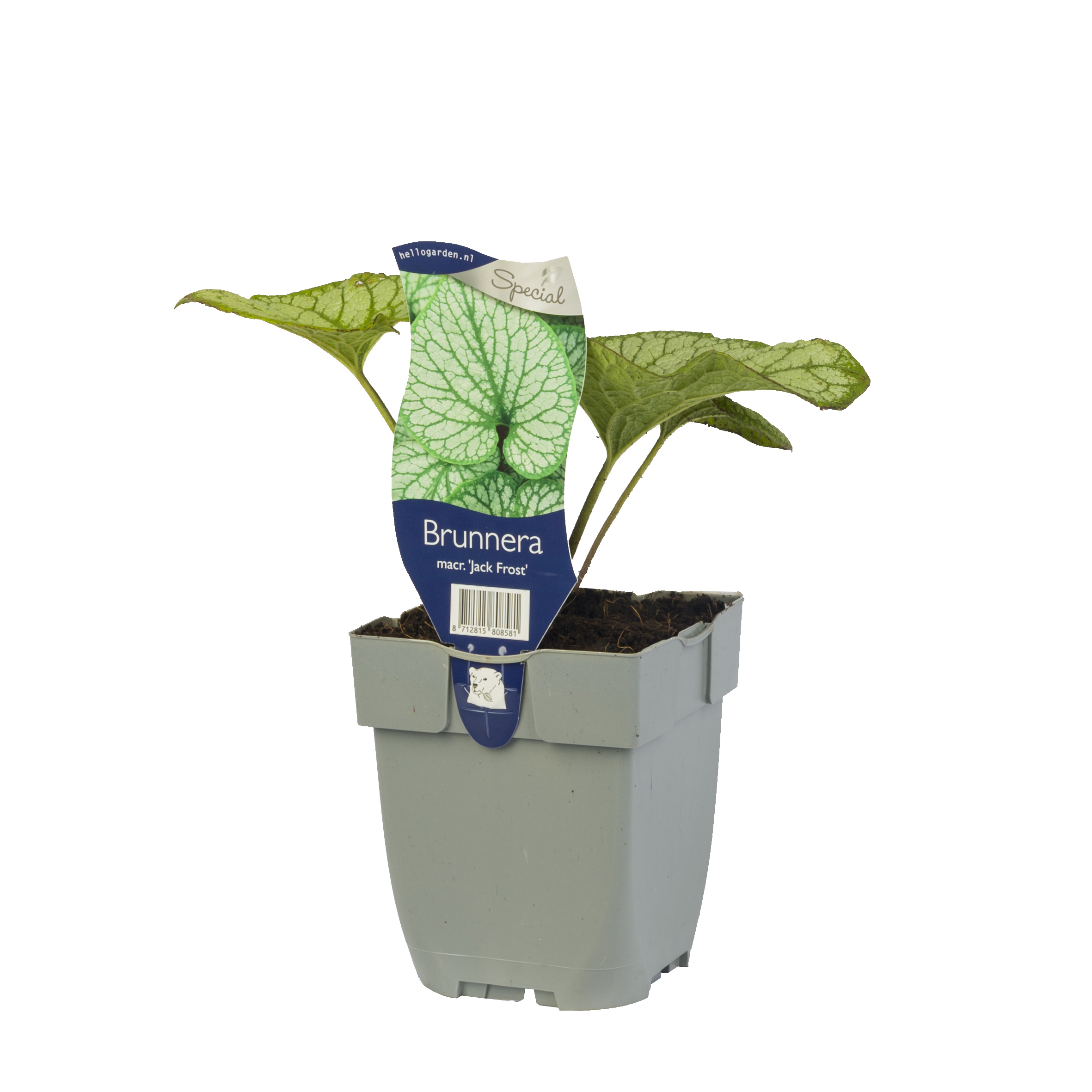 Brunnera macrophylla 'Jack Frost'