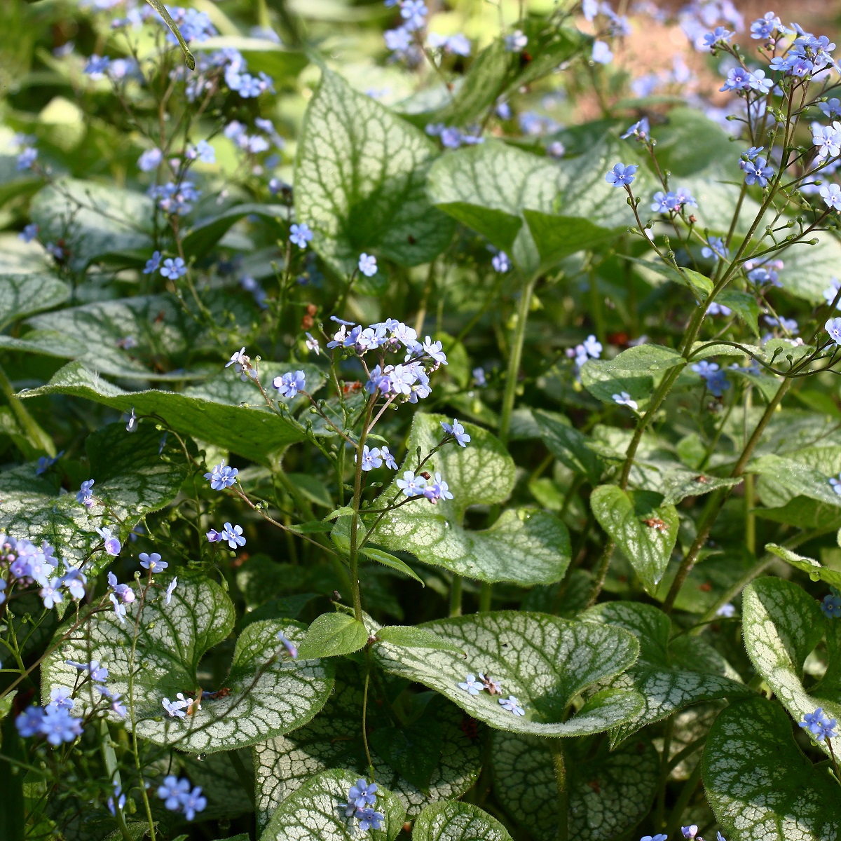 Brunnera macrophylla 'Jack Frost'