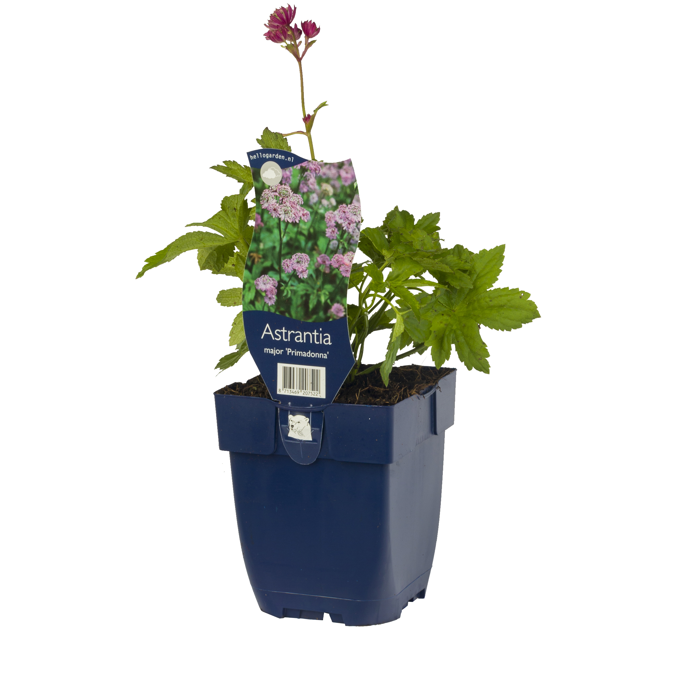 Stjärnflocka 'Primadonna'