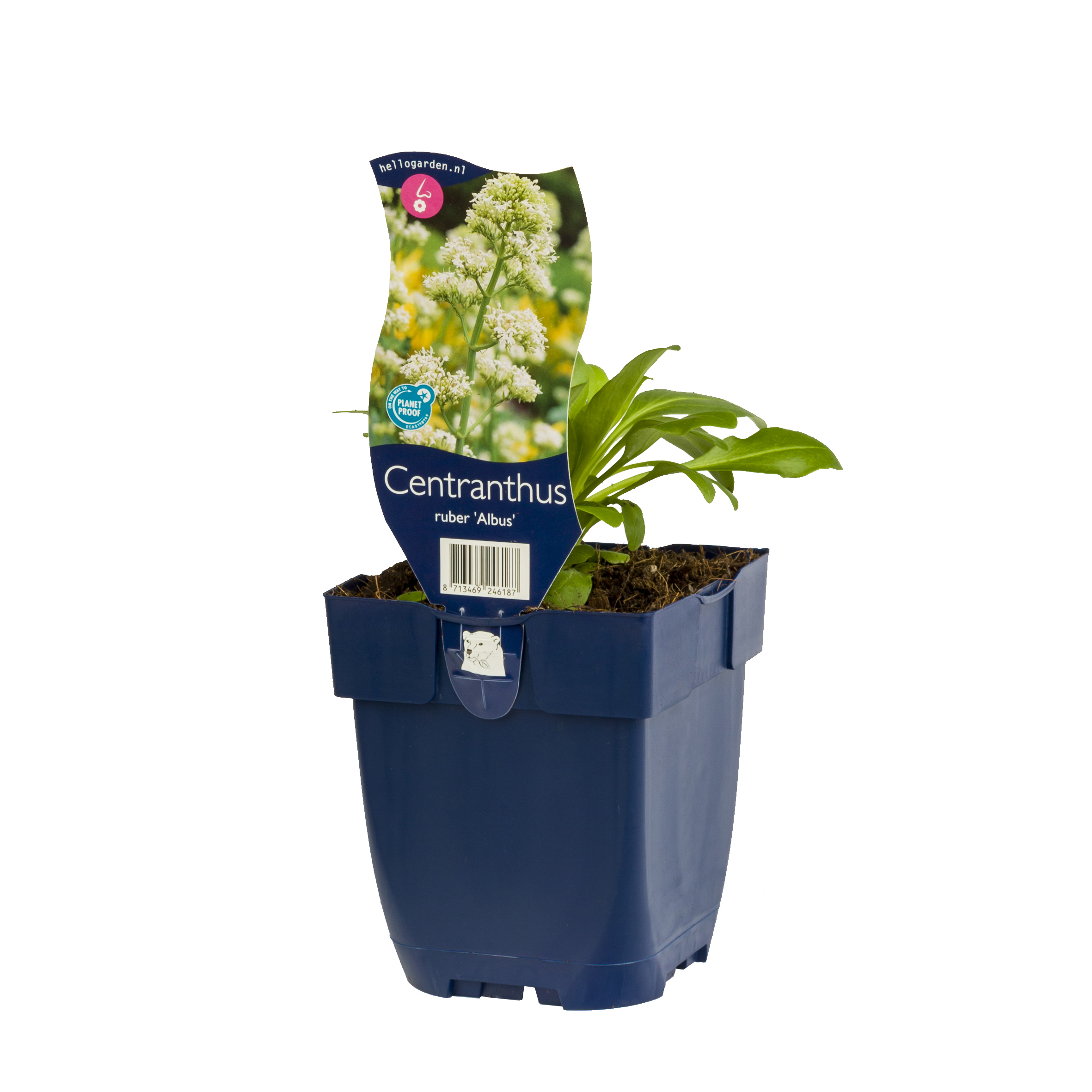 Centranthus rubus 'Albus'