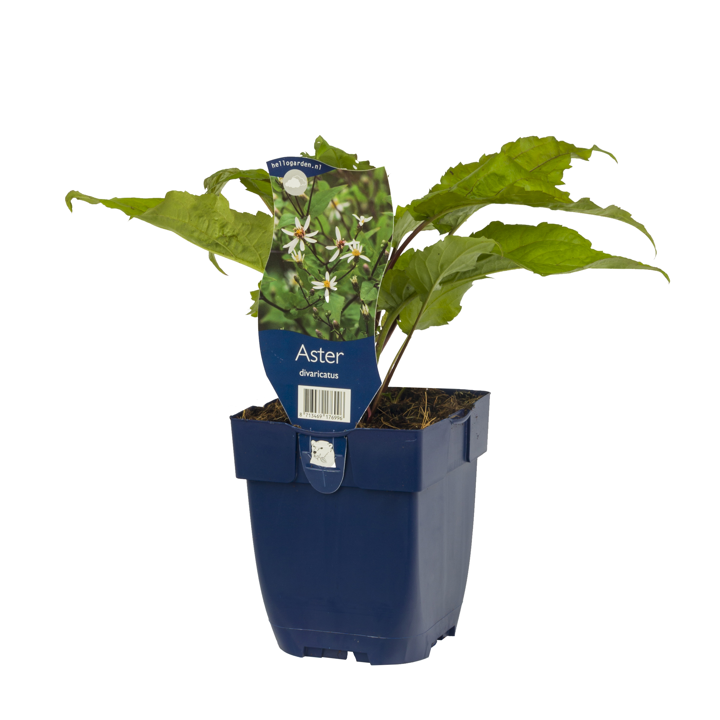 Aster divaricatus