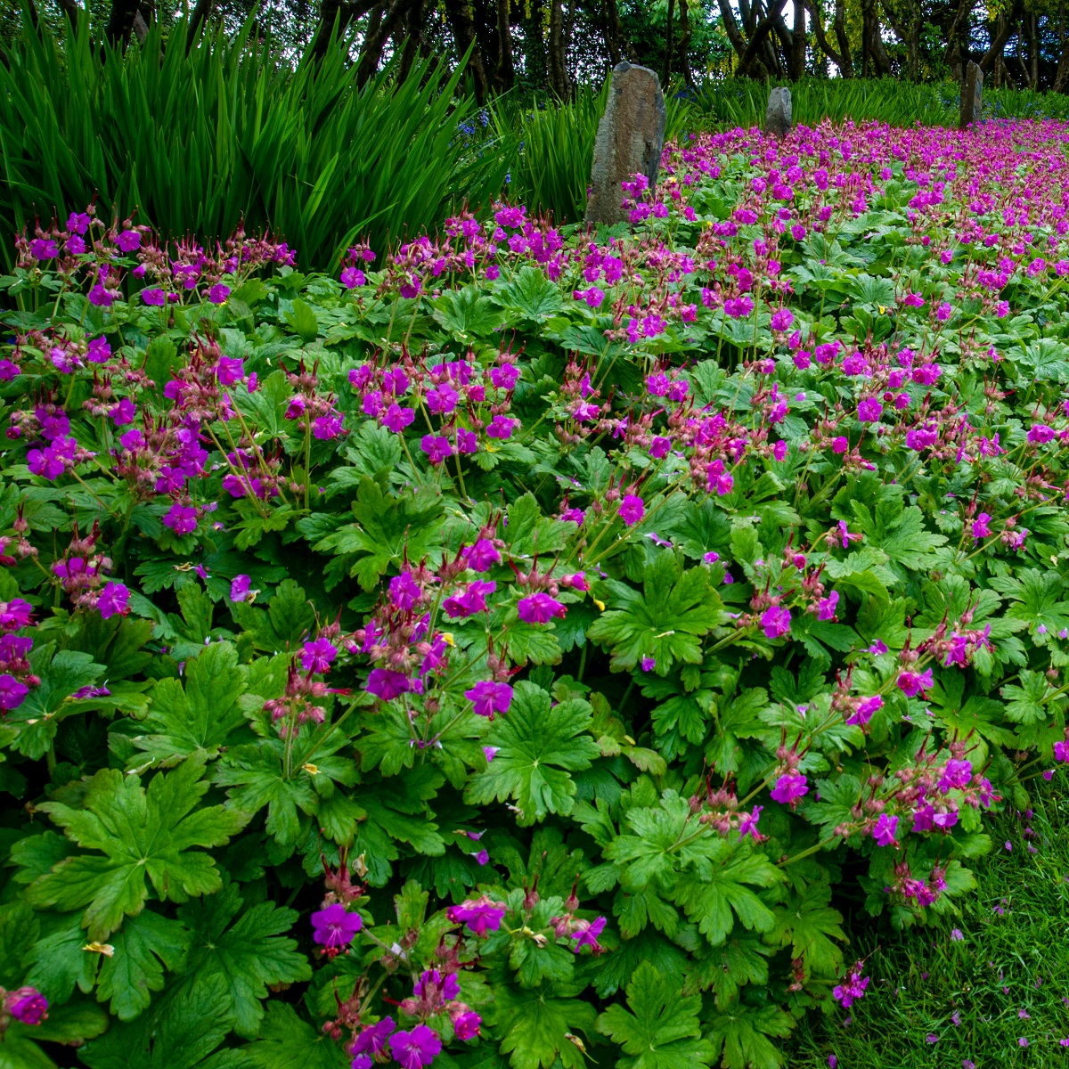 Geranium macrorrhizum 'Czakor'