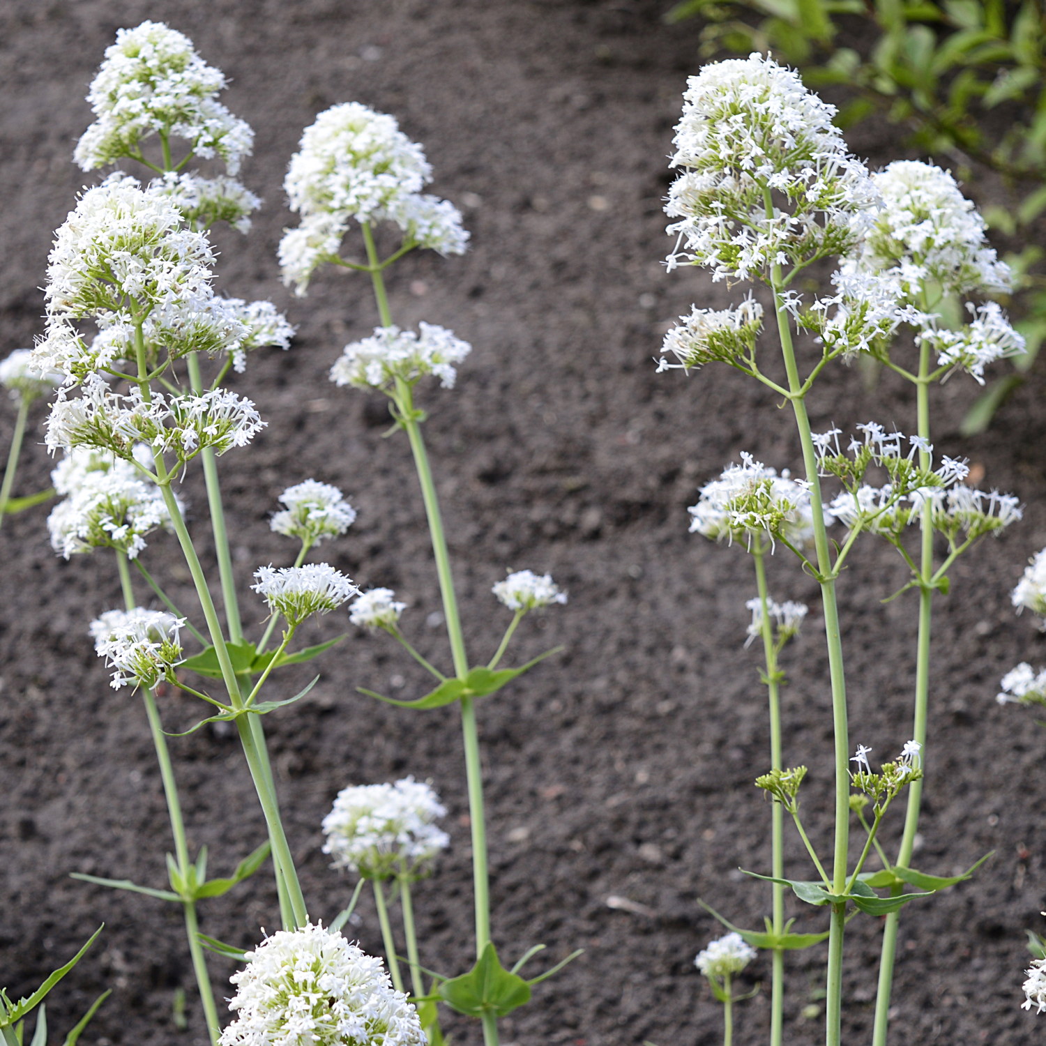 Centranthus rubus 'Albus'