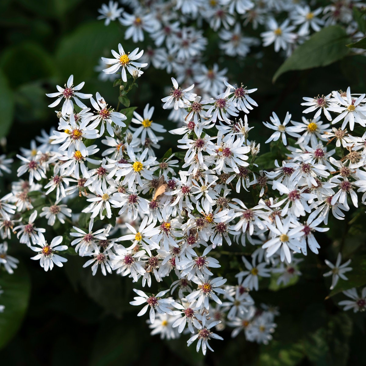 Aster divaricatus