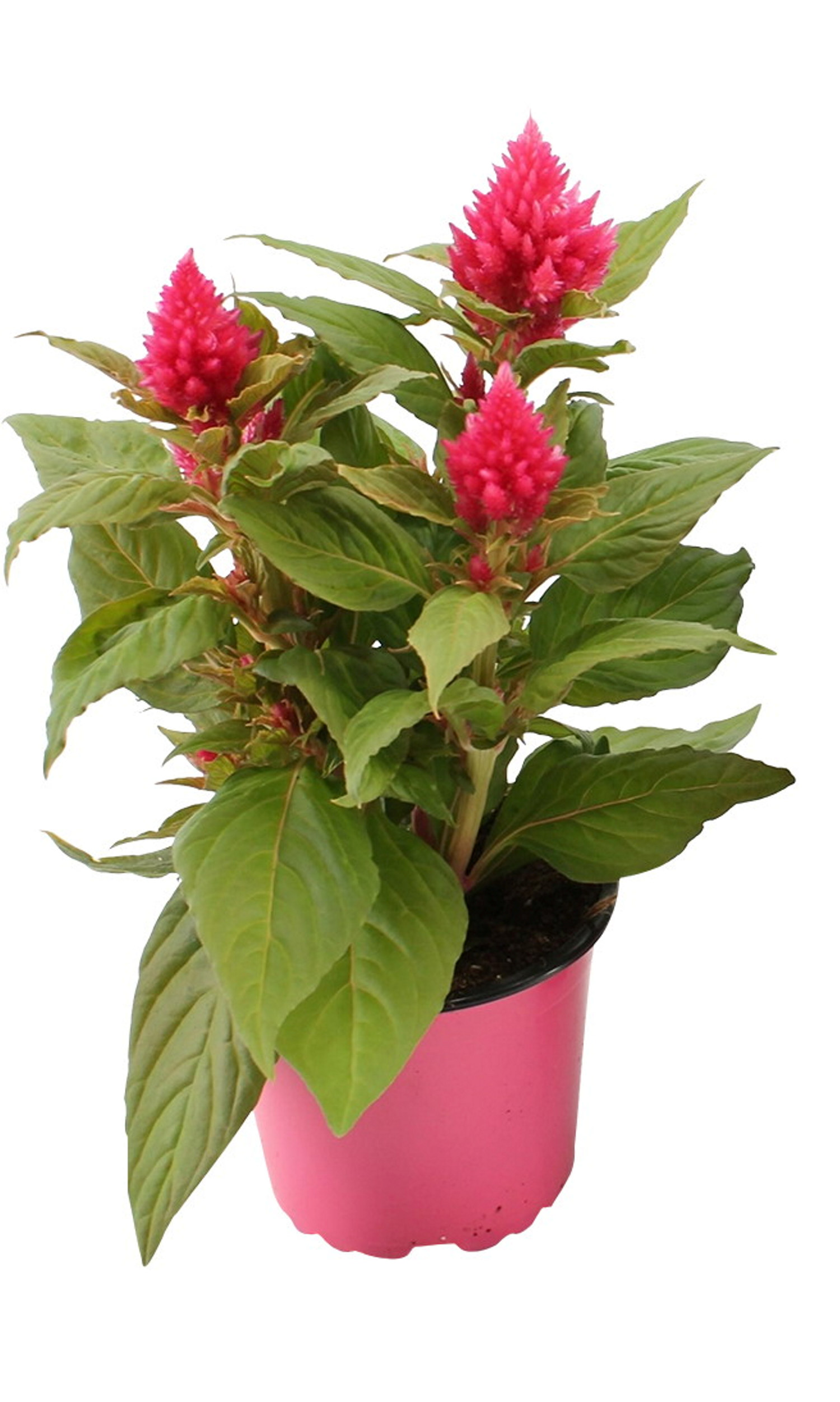 Celosia 'Kelos Fire' 12 cm