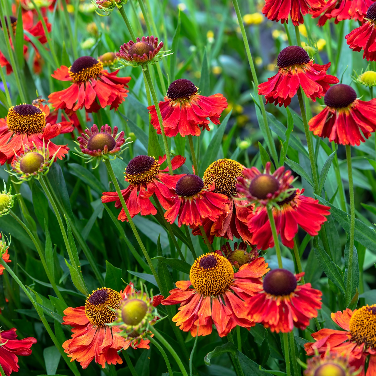 Helenium (Autumnale-Group) 'Moerheim Beauty'