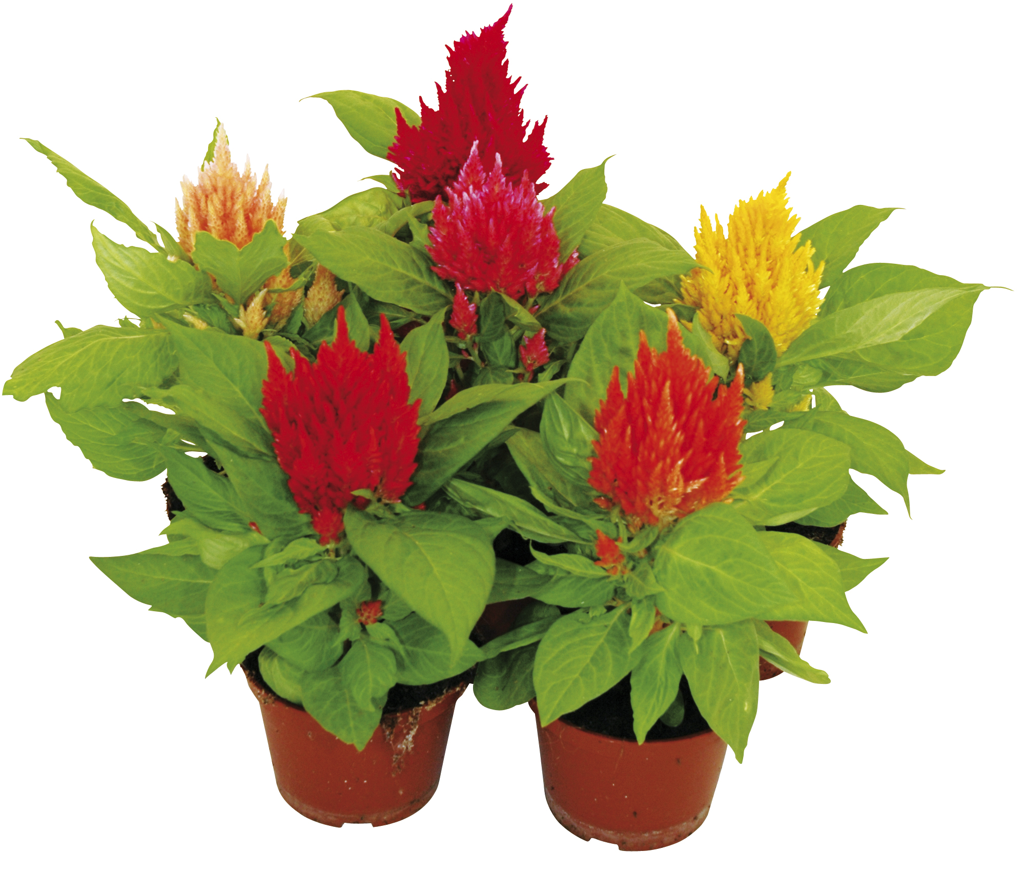Celosia 'Kelos Fire' 12 cm