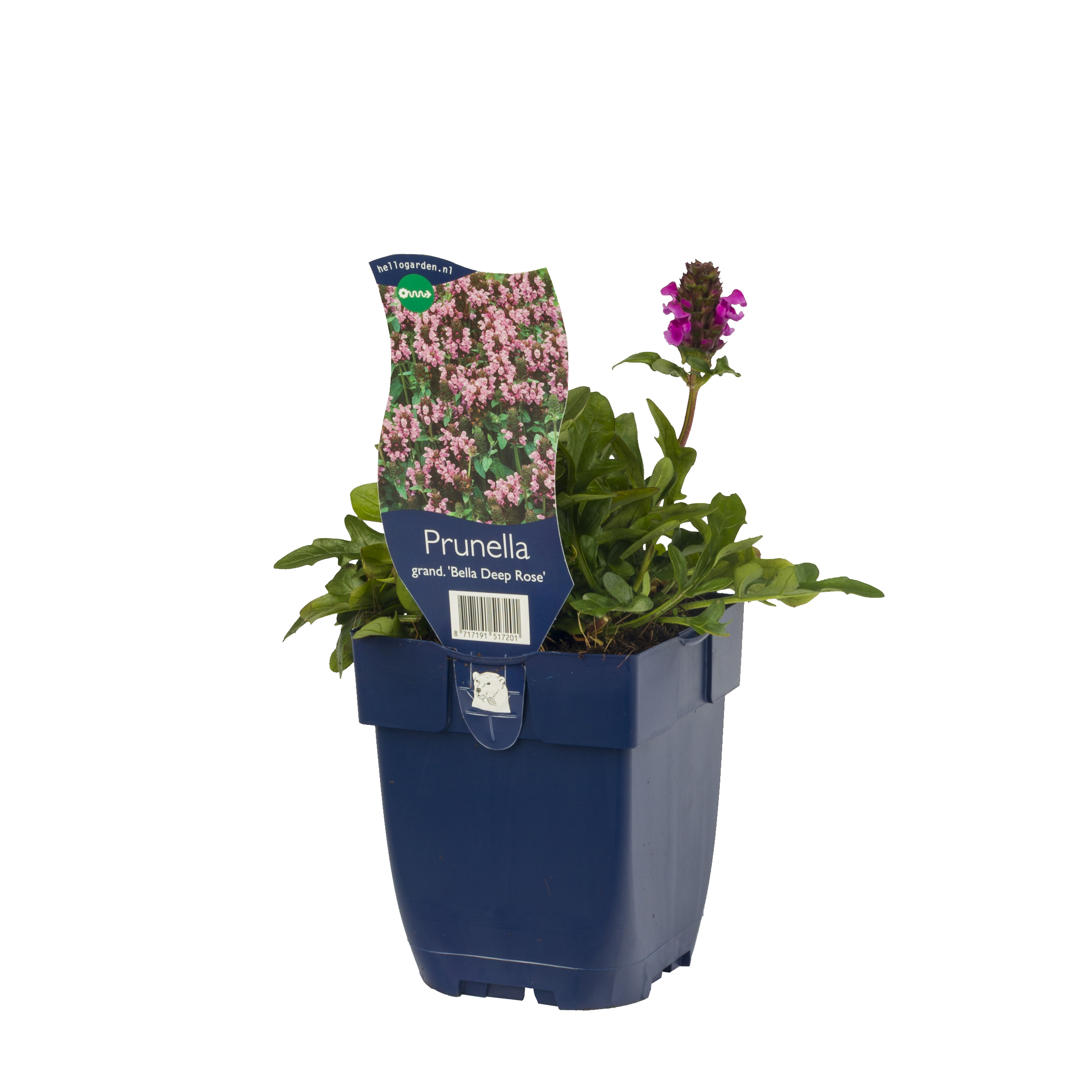 Praktbrunört 'Bella Deep Rose'