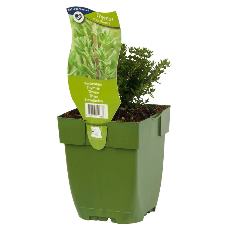 Kryddtimjan Faustini