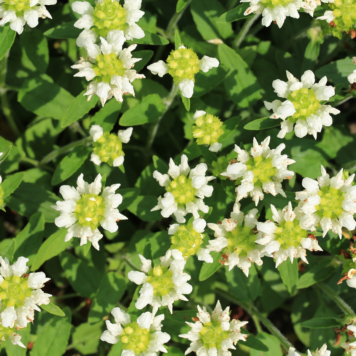 Praktbrunört 'Alba'