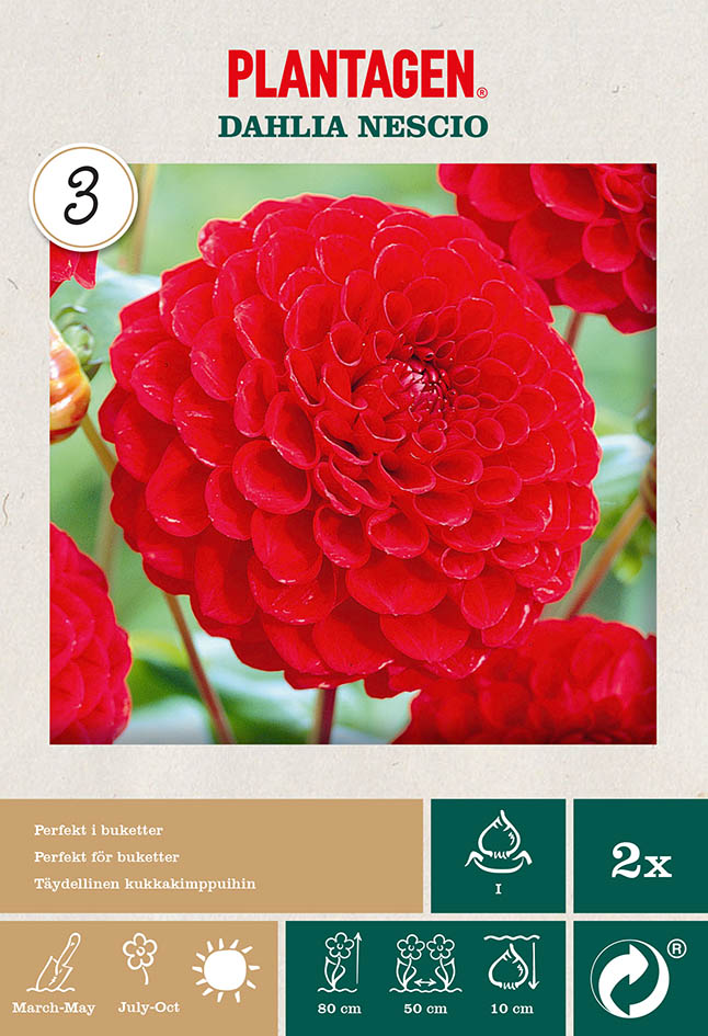 Pompondahlia 'Nescio'