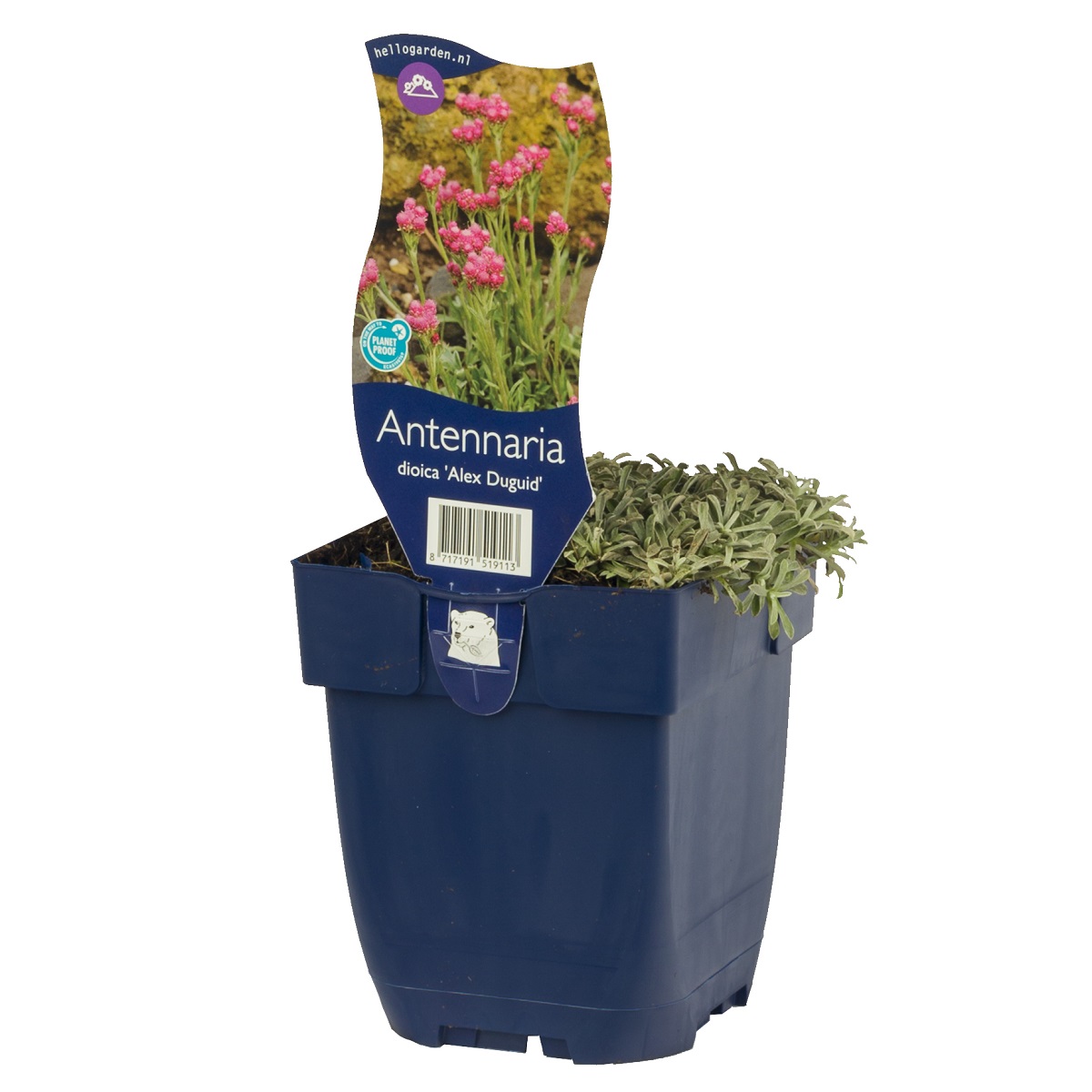 Kattfot 'Alex Duguid'