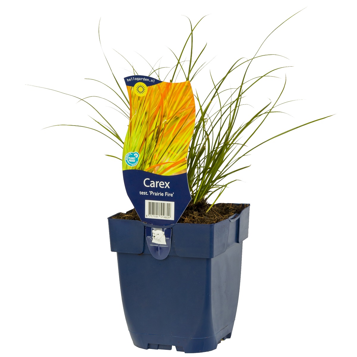 Carex test. 'Prairie Fire'