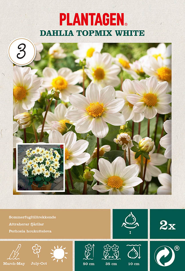 Trädgårdsdahlia 'Topmix White'