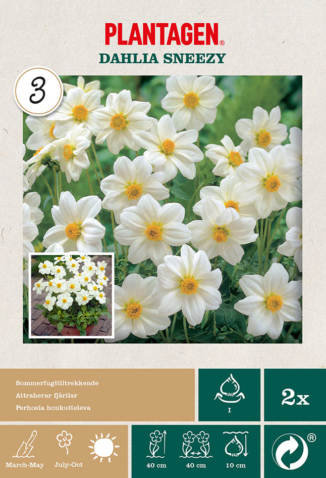 Enkel Trädgårdsdahlia 'Sneezy'