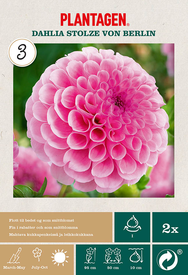 Dahlia Pompon Stolze von Berli