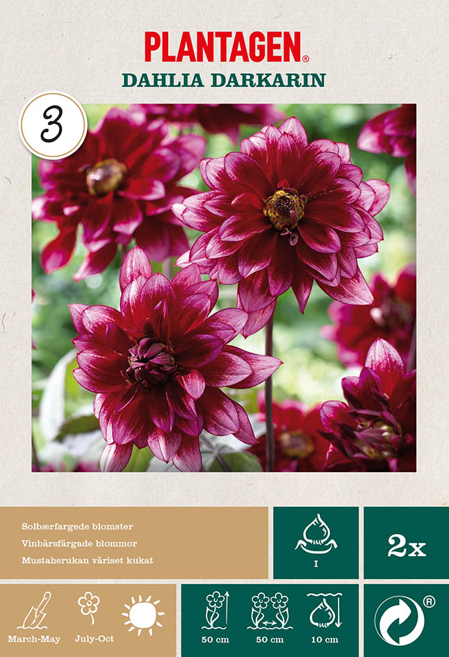 Dekorativdahlia 'Darkarin'