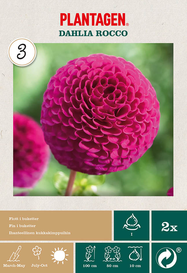 Pompondahlia 'Rocco'