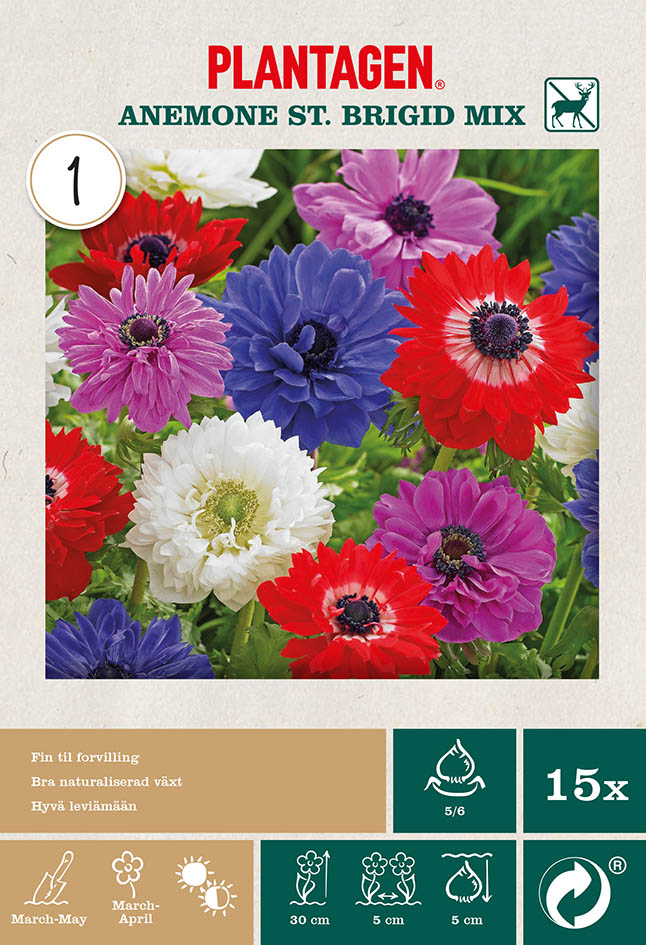 Miscelleneous  Anemone St. Bri